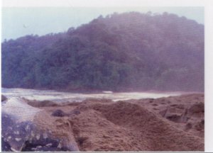 Kožatka velká (2/4)