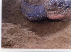 Kožatka velká (3/4)