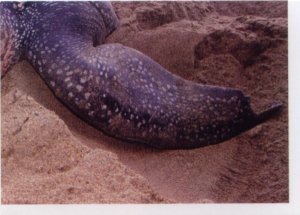 Kožatka velká (4/4)