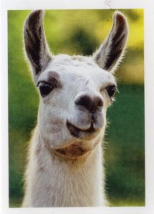 Lama