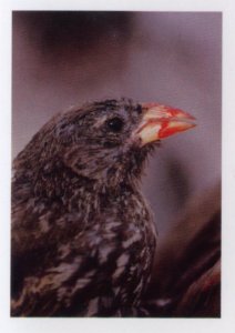 Pěnkavka ostrozobá