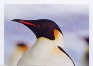 Tučňák císařský (1/3)