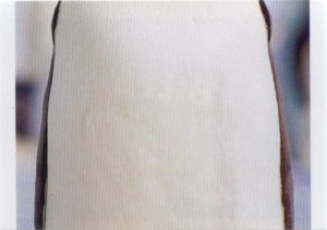 Tučňák císařský (2/3)