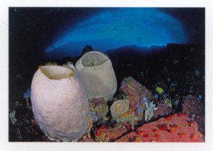 Obří mořská houba