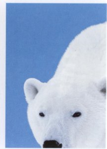 Medvěd lední (1/4)