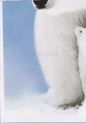 Medvěd lední (3/4)