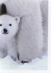 Medvěd lední (4/4)