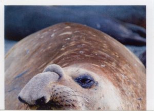 Rypouš sloní (1/2)