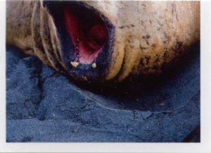 Rypouš sloní (2/2)