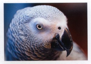 Papoušek šedý