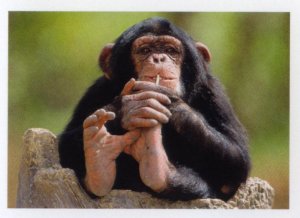Šimpanz