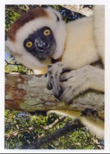 Sifaka