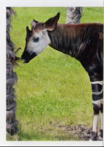 Okapi (1/2)