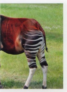 Okapi (2/2)