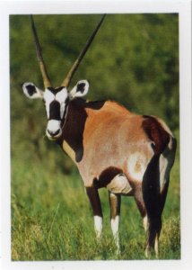Oryx jihoafrický
