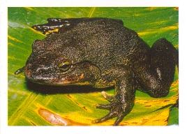 Veleskokan goliáší