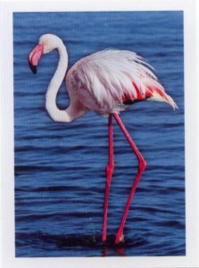 Plameňák růžový