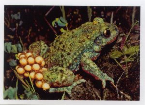 Ropuška starostlivá