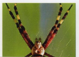 Křižák pruhovaný (1/2)