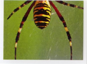 Křižák pruhovaný (2/2)