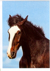 Shirský kůň (1/4)