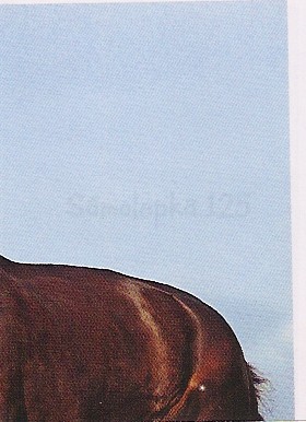 Shirský kůň (2/4)