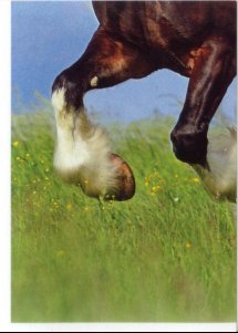 Shirský kůň (3/4)