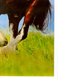 Shirský kůň (4/4)