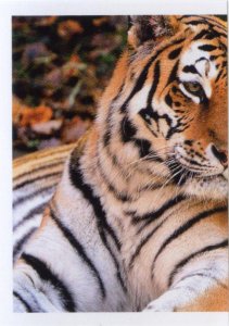 Tygr sibiřský (1/2)