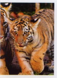 Tygr sibiřský (2/2)