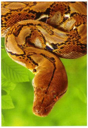 Krajta mřížkovaná