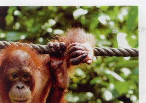 Orangutan (2/4)