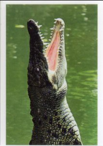 Krokodýl mořský (1/2)