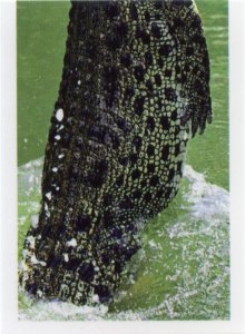 Krokodýl mořský (2/2)