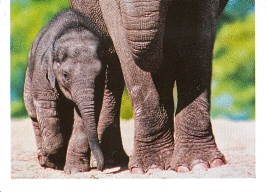 Slon indický (2/2)
