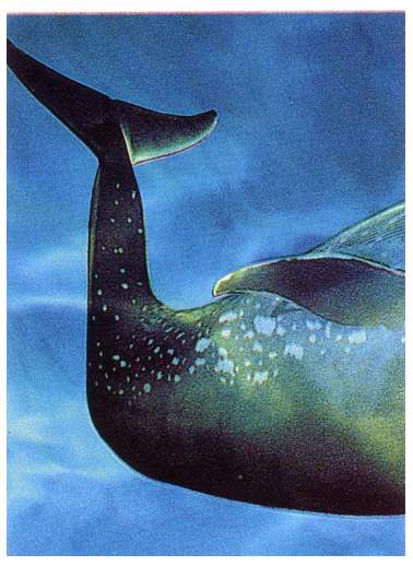 Plejtvák obrovský (1/3)