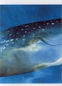 Plejtvák obrovský (2/3)