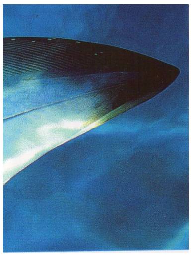 Plejtvák obrovský (3/3)