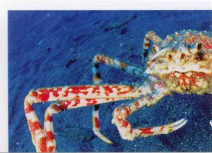 Velekrab japonský (1/4)