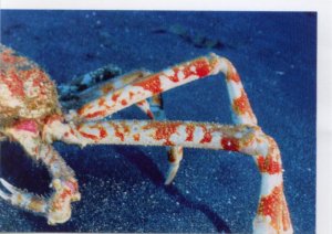 Velekrab japonský (2/4)