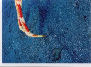 Velekrab japonský (3/4)