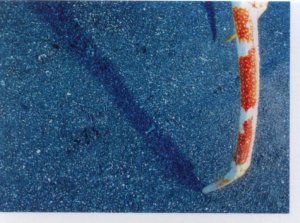 Velekrab japonský (4/4)