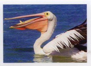 Pelikán australský