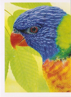 Lori mnohobarvý horský (1/2)