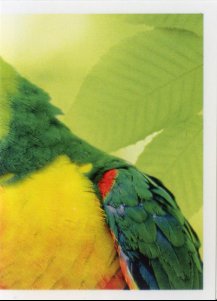 Lori mnohobarvý horský (2/2)
