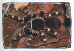 Tarantule