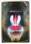 Mandrill