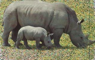 Nosorožec Tuponosý