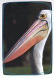 Pelikán Australský