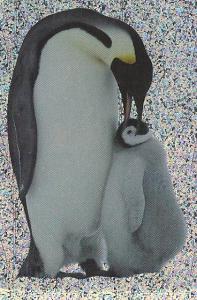 Tučňák Císařský